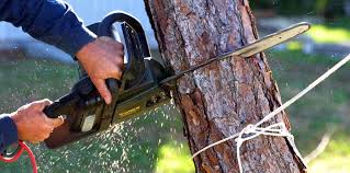 Best Palm Tree Trimming  in Pleasant Hill, CA