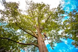 Best Leaf Removal  in Pleasant Hill, CA