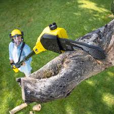 Reliable Pleasant Hill, CA Tree Care Solutions