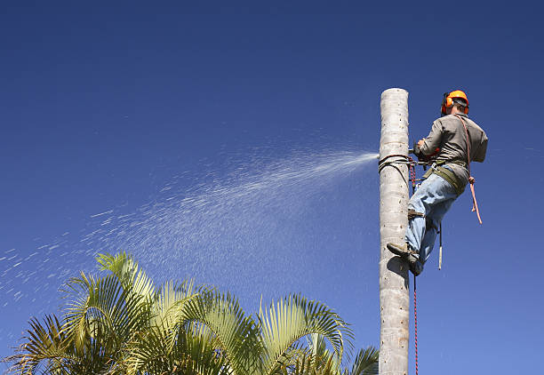 Best Tree Removal  in Pleasant Hill, CA