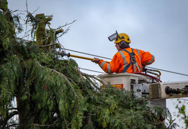 How Our Tree Care Process Works  in  Pleasant Hill, CA