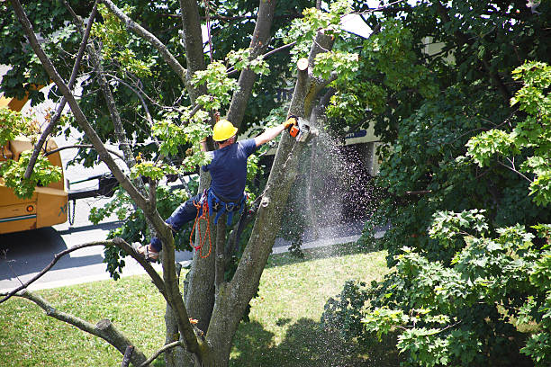 Best Grass Overseeding  in Pleasant Hill, CA