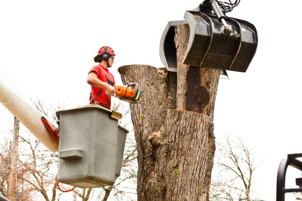 Best Root Management and Removal  in Pleasant Hill, CA