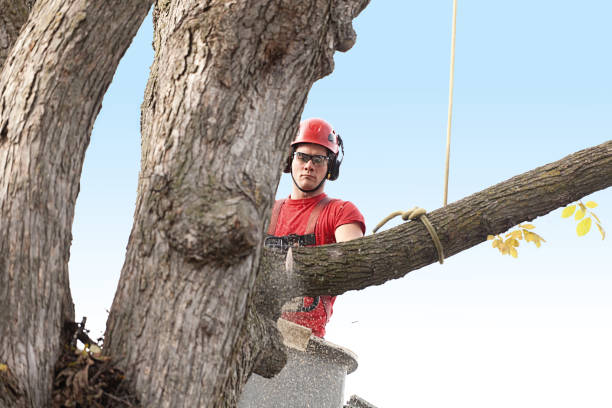 Best Emergency Tree Removal  in Pleasant Hill, CA
